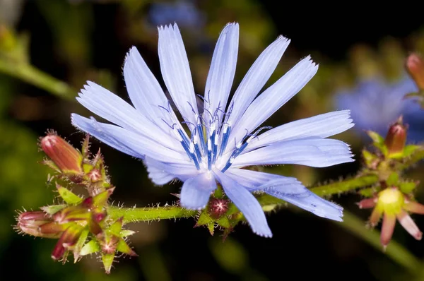 薬用植物のチコリの花のクローズ アップ写真 — ストック写真