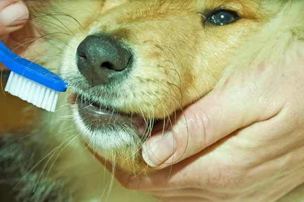 Female Brushing Milk Teeth Young Dog — Stock Photo, Image