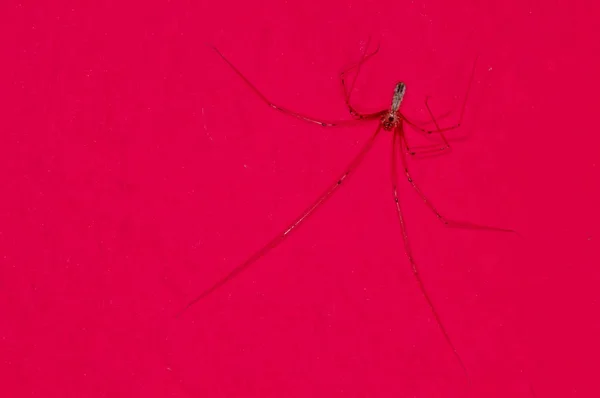 Papa Longlegs Sur Fond Rose Gros Plan — Photo