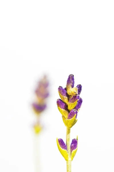 Lavendel Blossom Nära Upp Skott — Stockfoto