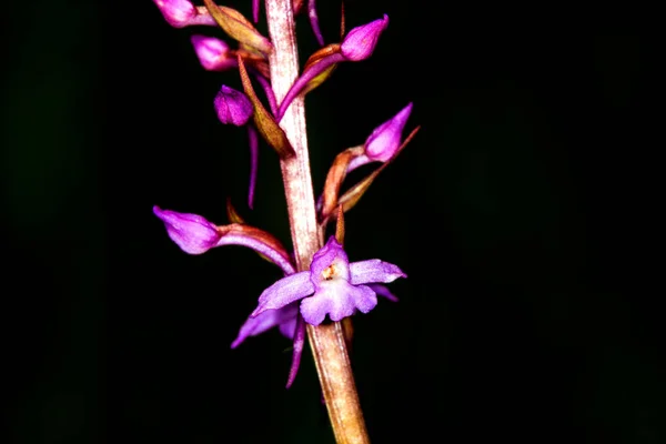Närbild Blommande Vackra Orkidé Blommor Svart Bakgrund — Stockfoto