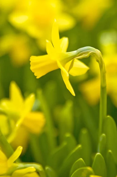 Flores Daffodil Fecham — Fotografia de Stock