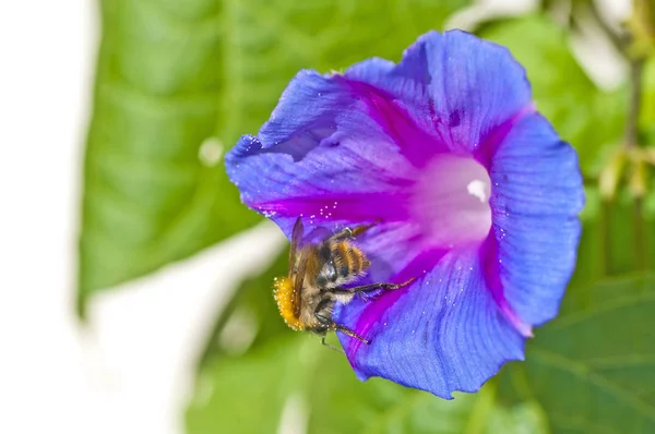 Bee Zittend Mooie Blauwe Morning Glory Bloem Close — Stockfoto