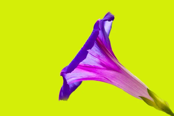 Όμορφο Μοβ Δόξα Πρωινού Λουλούδι Γκρο Πλαν — Φωτογραφία Αρχείου