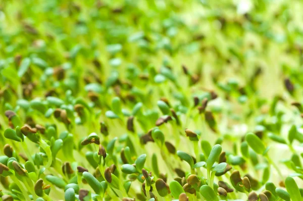 Spruiten Van Alfalfa Close Shot — Stockfoto