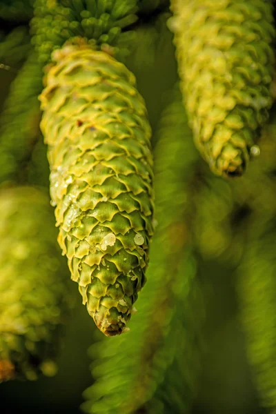 Foto Close Verde Fir Árvore Cones — Fotografia de Stock