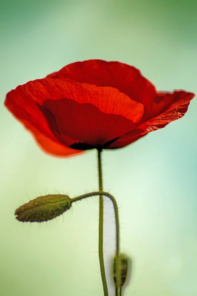 Red Poppy Close Shot — Stock Photo, Image