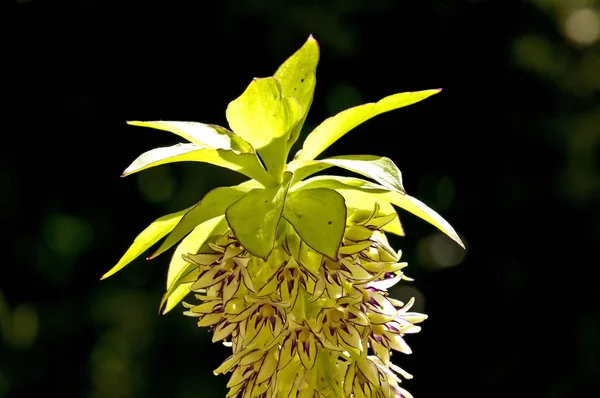 Eucomis Comosa Gros Plan — Photo