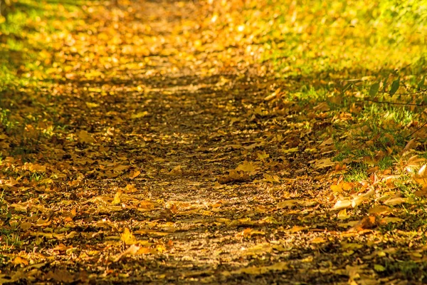 Осенние Окрашенные Листья Вечерним Солнцем Пути — стоковое фото