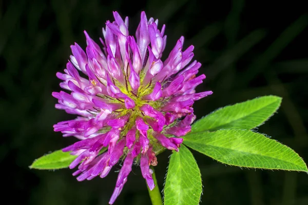 Krásný Květ Zblízka Střílel — Stock fotografie