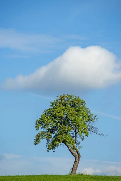 Foto Árvore Velha Campo Verde Fundo Azul Céu — Fotografia de Stock