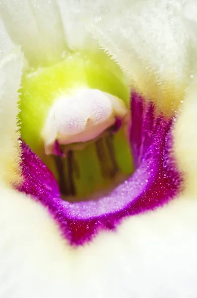Yakın Çekim Açık Havada Beyaz Orkide Çiçek Çiçeklenme — Stok fotoğraf