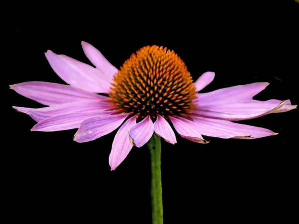 Floraison Fleur Cône Pourpre Plante Médicinale Amérindien — Photo