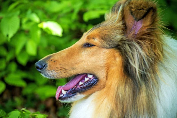 Collie Hund Aus Nächster Nähe Erschossen — Stockfoto