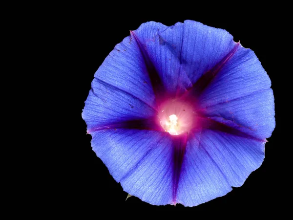 Belle Fleur Gloire Matin Violet Sur Fond Sombre Gros Plan — Photo