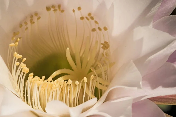 Primer Plano Hermosa Flor Color — Foto de Stock