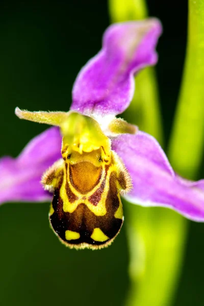Close Bloei Van Mooie Orchidee Bloemetjes Buiten — Stockfoto