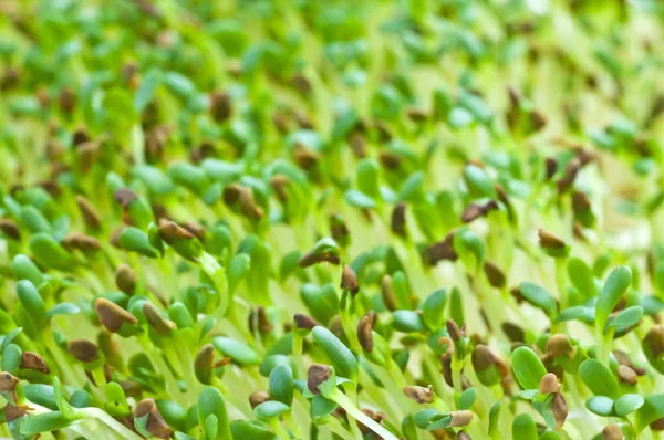 Spruiten Van Alfalfa Close Shot — Stockfoto