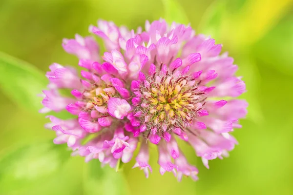 Trevo Vermelho Planta Medicinal Trifolium Pratense — Fotografia de Stock