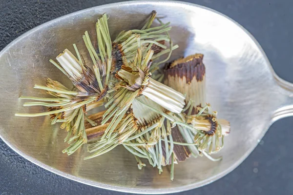 Gros Plan Prêle Séchée Equisetum Arvense Plante Médicinale Sur Cuillère — Photo