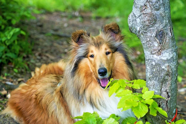 Amerikanska Collie Hund Nära Upp Skott — Stockfoto