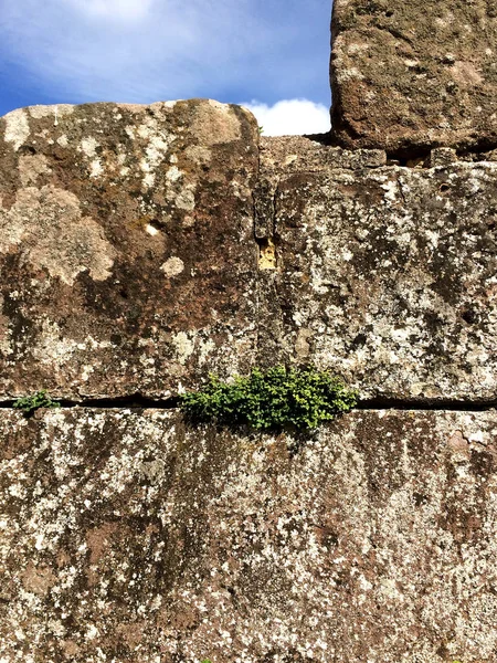 植物とフランスの城の城壁 — ストック写真