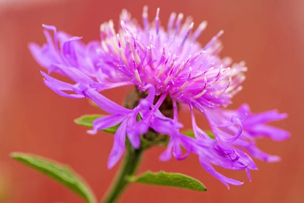 Zblízka Krásné Barevné Květiny — Stock fotografie