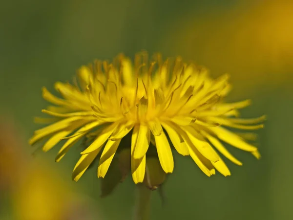 黄色のタンポポの花と草原 — ストック写真