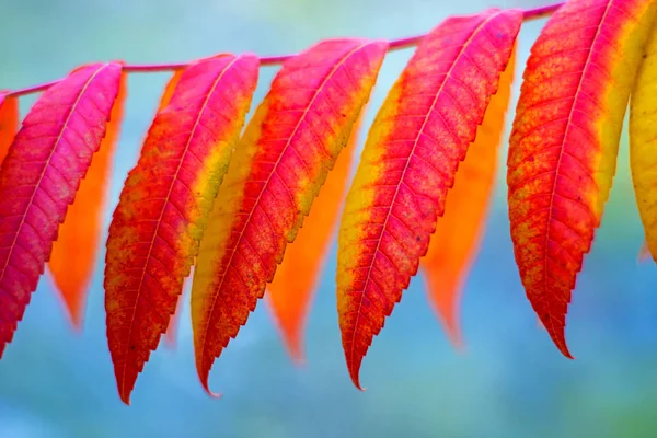 Feuilles Peintes Automnales Gros Plan — Photo