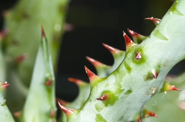 Aloes Zakład Medycyny Amerykańskich Rodzimych — Zdjęcie stockowe