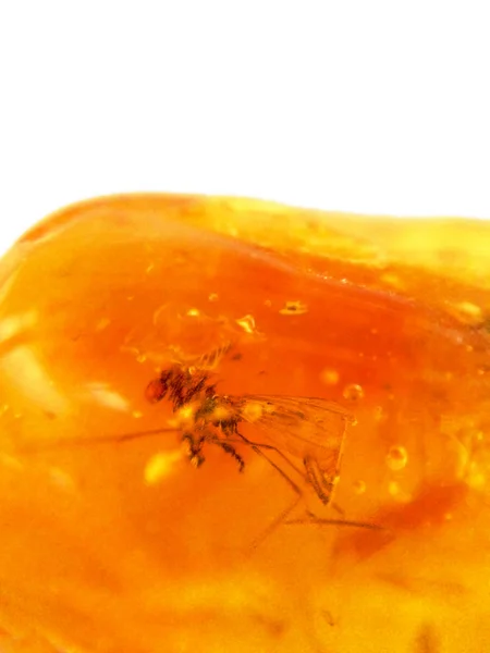 Amber Med Inbäddade Insekt Närbild Skott — Stockfoto