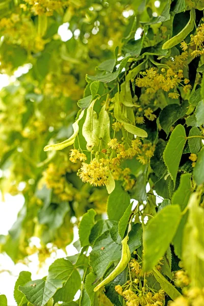 Albero Tiglio Girato — Foto Stock