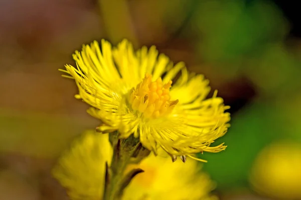 Blommig Bakgrund Med Blommor — Stockfoto