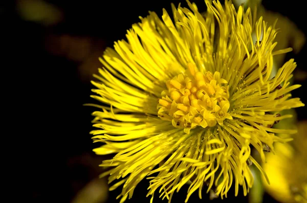 庭で美しい黄色 Tussilago Farfara — ストック写真