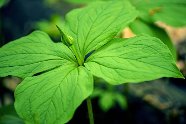 Simpul Kekasih Sejati Paris Quadrifolia — Stok Foto