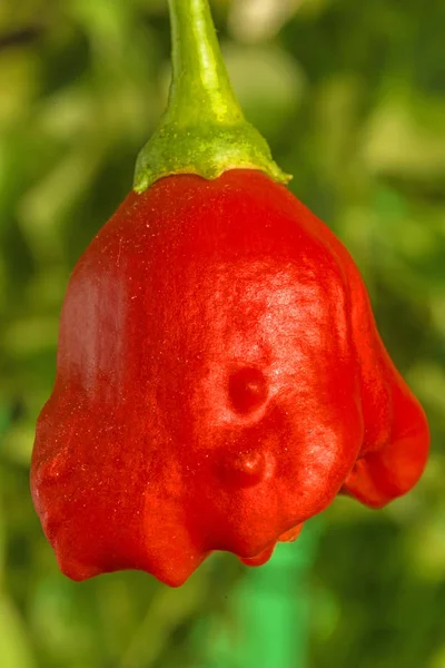 Närbild Kryddig Röd Chilipeppar Bakgrund — Stockfoto