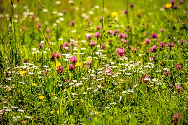 Łąka Wiele Kolorowych Kwiatów — Zdjęcie stockowe