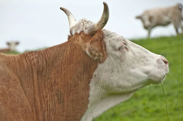 Krowy Pasące Się Zielonych Pastwiskach Słoneczny Dzień — Zdjęcie stockowe