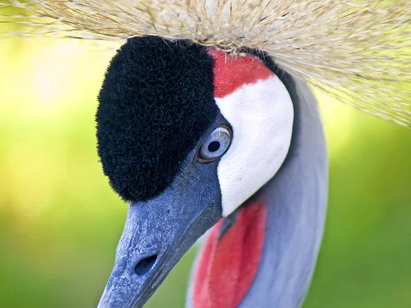 Foto Cerca African Crane Balearica Pavonina —  Fotos de Stock