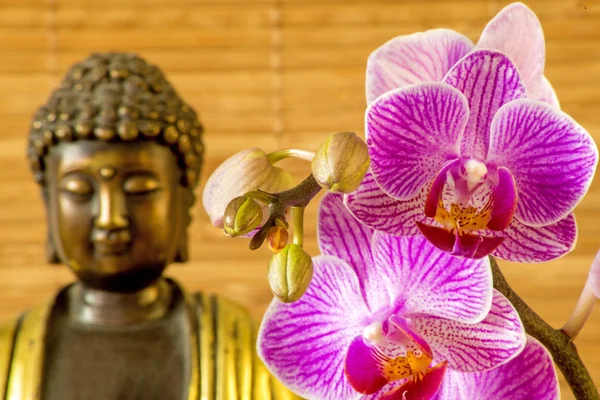 Close Blooming Beautiful Orchid Flowers Buddha Statue — Stock Photo, Image