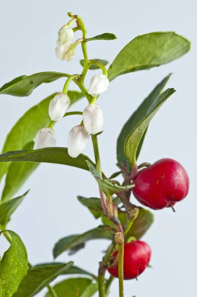 Color Flowers Close Shot — Stock Photo, Image