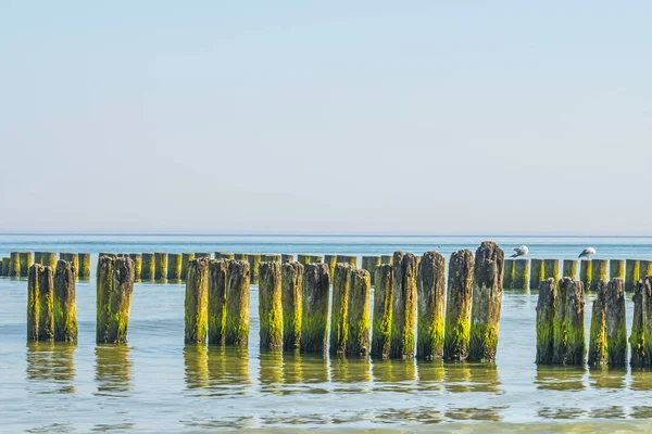 Kasiklari içinde güzel Baltık Denizi