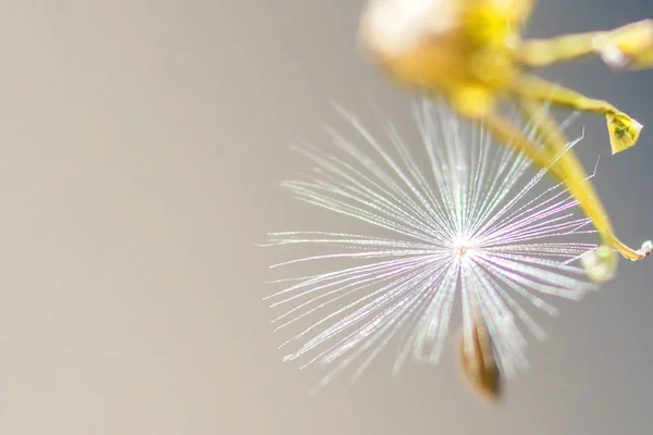 Schöne Blume Nahaufnahme — Stockfoto