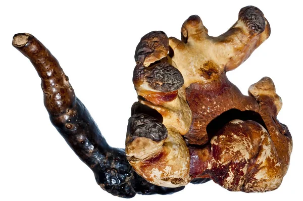 Närbild Reishi Svamp Kinesisk Medicin — Stockfoto