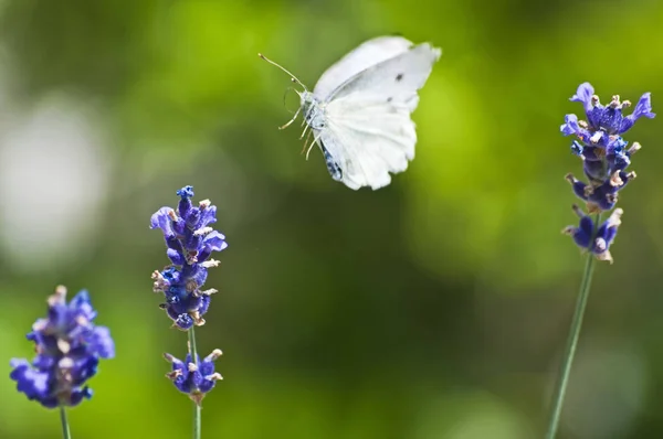 Mariposa Blanca Grande Lavanda — Foto de Stock