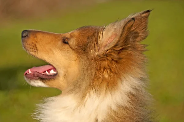 Brit Collie Kiskutya Zár Megjelöl Szemcsésedik — Stock Fotó