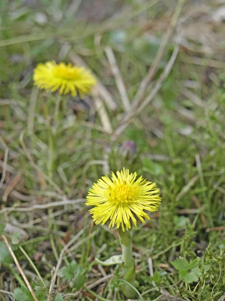 Beautiful Yellow Tussilago Farfara Flowers Garden — Stock Photo, Image