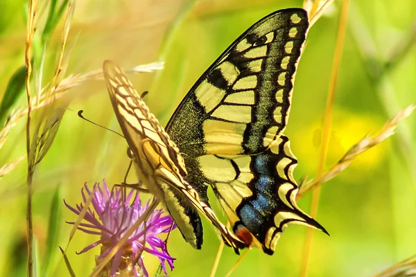Bella Farfalla Coda Rondine Sul Campo Nella Giornata Sole — Foto Stock