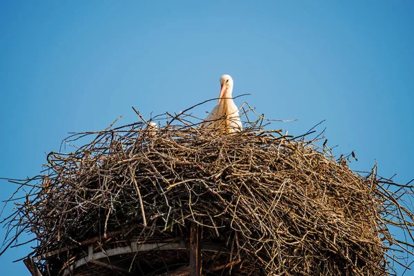 Amazing Stork Close Shot — Stock Photo, Image