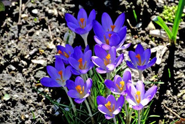 Çiğdem, bahar çiçekleri Almanya